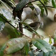 Large Scrubwren