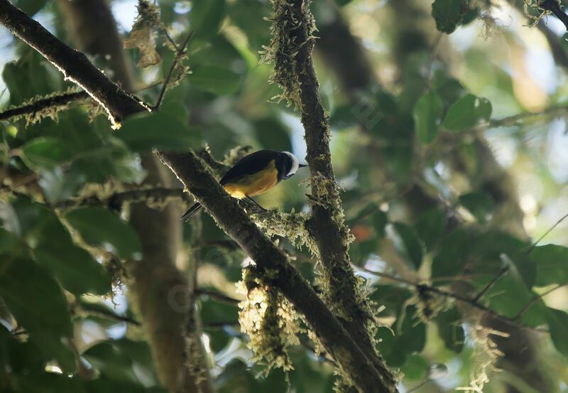 Regent Whistler male adult breeding, song