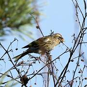 Redpoll