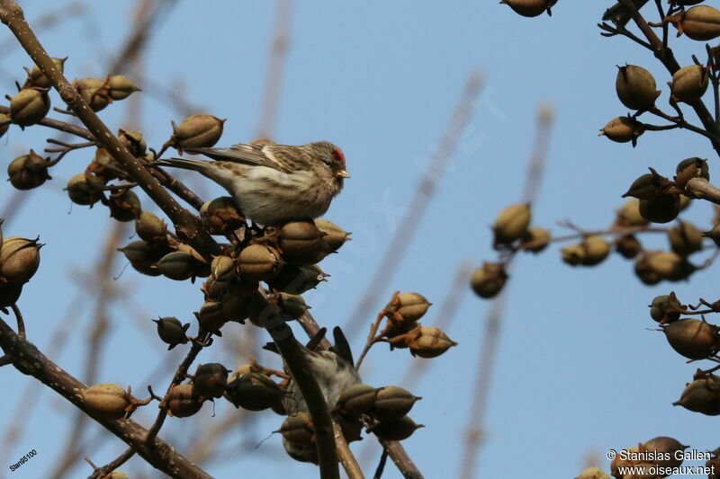 Redpoll male adult transition