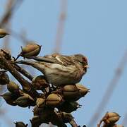 Redpoll