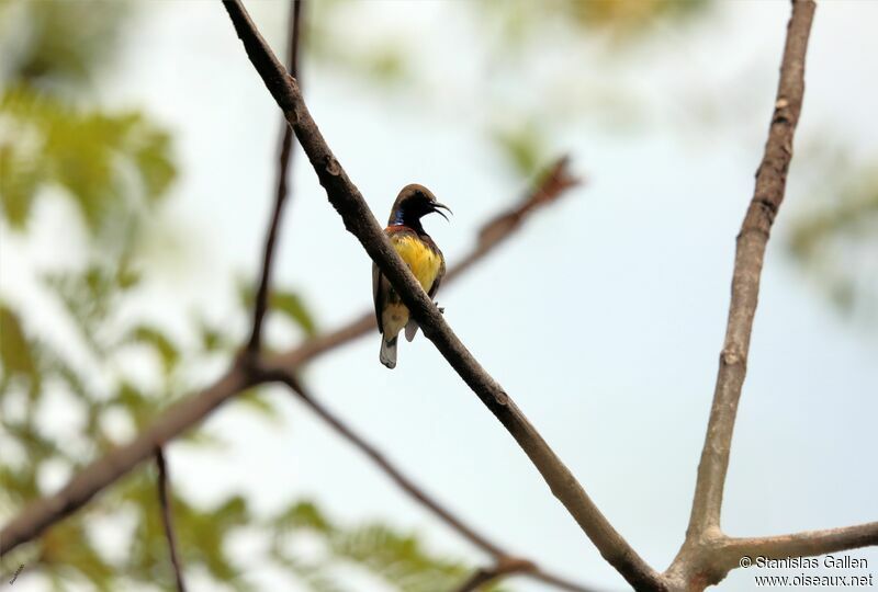 Ornate Sunbird male adult