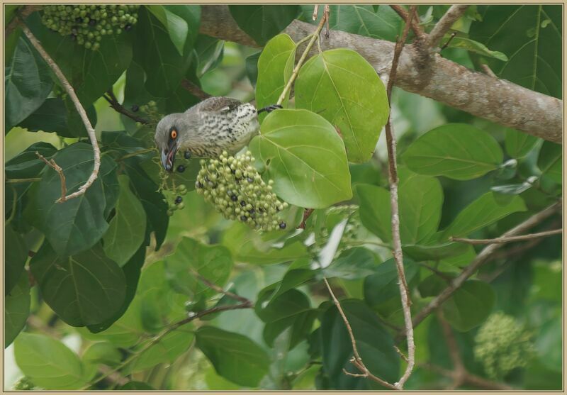 Singing Starlingimmature, eats