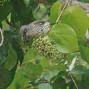 Singing Starling