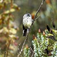 Taurillon mésange