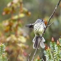 Taurillon mésange