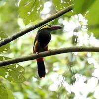 Toucanet de Reinwardt