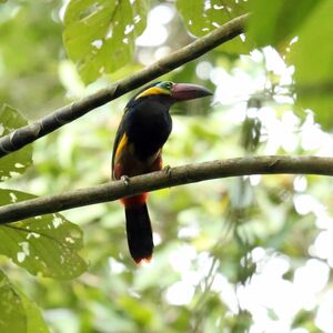 Toucanet de Reinwardt