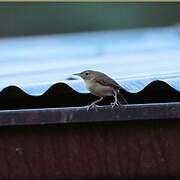 Southern House Wren