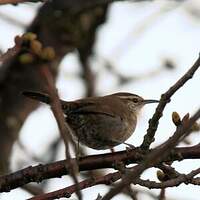 Troglodyte de Bewick