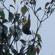 Capped White-eye