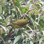 Capped White-eye