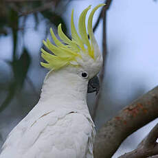 Cacatoès à huppe jaune