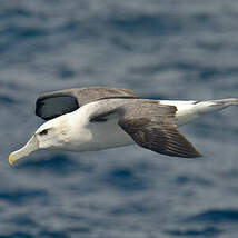 Albatros à cape blanche