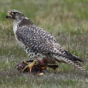 Falconiformes