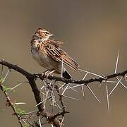 Fawn-colored Lark