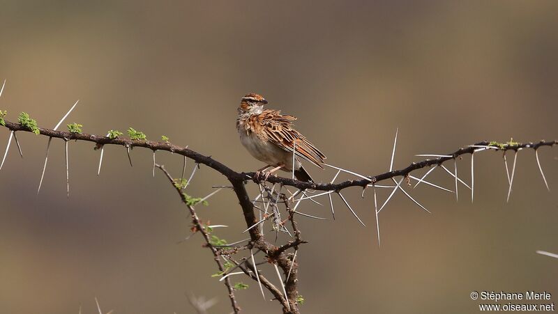 Fawn-colored Lark