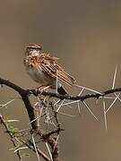 Fawn-colored Lark