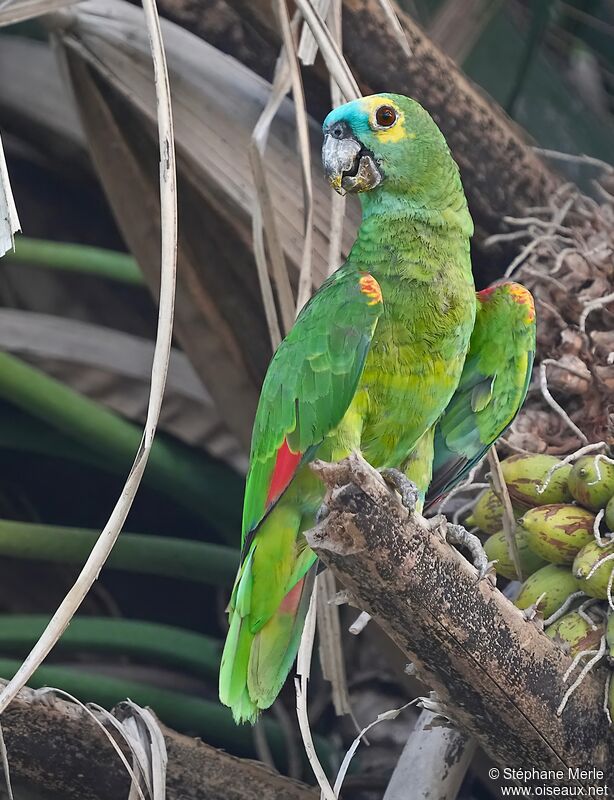 Amazone à front bleuadulte