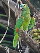 Turquoise-fronted Amazon