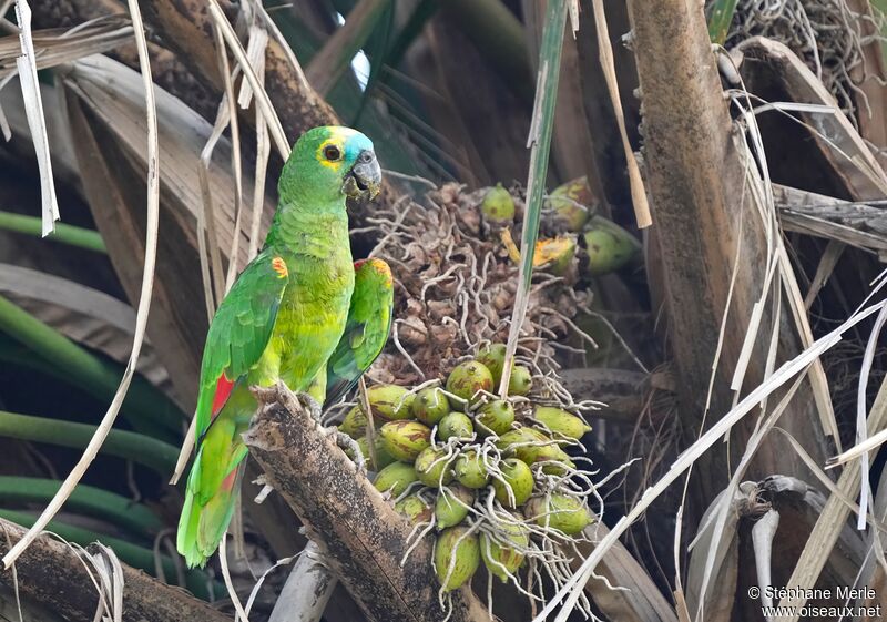 Amazone à front bleuadulte