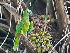 Turquoise-fronted Amazon