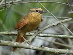 Buff-fronted Foliage-gleaner