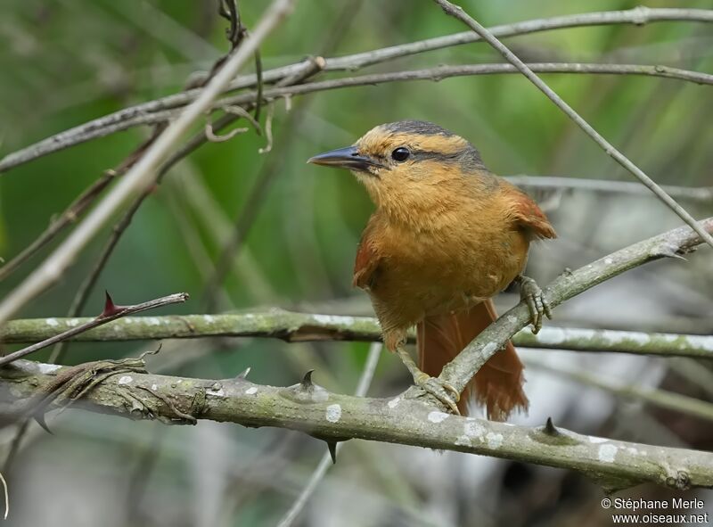 Buff-fronted Foliage-gleaneradult