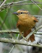 Buff-fronted Foliage-gleaner