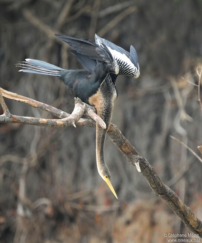 Anhinga d'Amérique mâle adulte