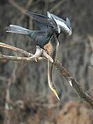 Anhinga