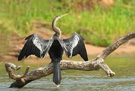 Anhinga