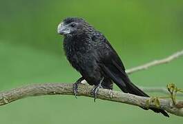 Smooth-billed Ani