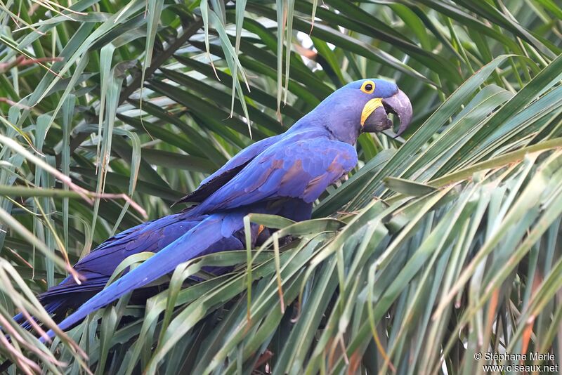 Hyacinth Macawadult