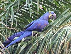 Hyacinth Macaw