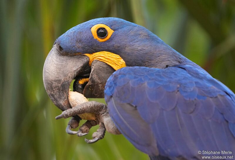 Hyacinth Macaw