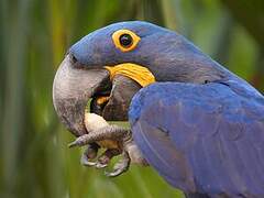 Hyacinth Macaw