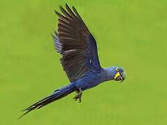 Hyacinth Macaw