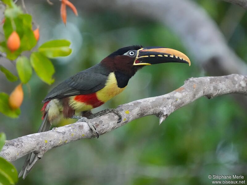 Chestnut-eared Aracariadult