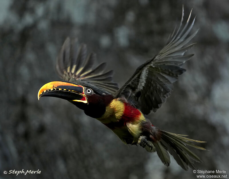 Chestnut-eared Aracariadult