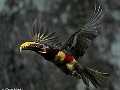 Chestnut-eared Aracari