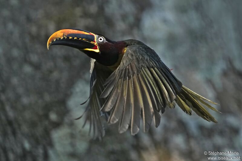 Chestnut-eared Aracariadult