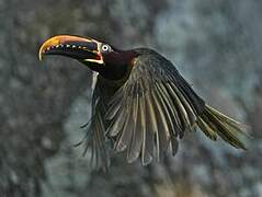 Chestnut-eared Aracari