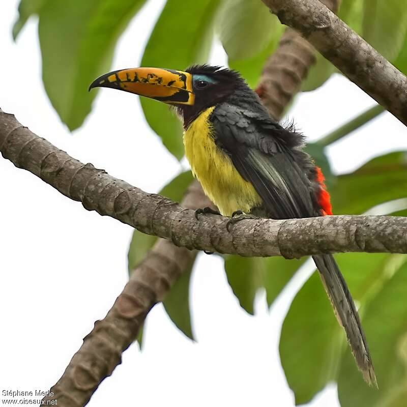 Lettered Aracariadult, identification