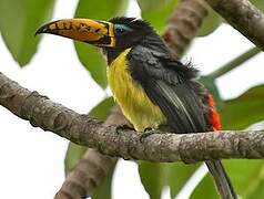 Lettered Aracari