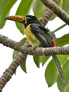 Lettered Aracari