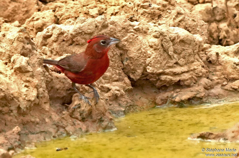 Red Pileated Finch male adult