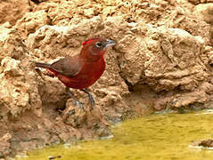 Red Pileated Finch