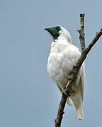 Bare-throated Bellbird