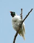 Bare-throated Bellbird